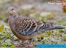 https://img.freeconsumerreviews.org/img/howto-2019/obiknovennaya-gorlica-opisanie-sreda-obitaniya-interesnie-fakti-2.jpg